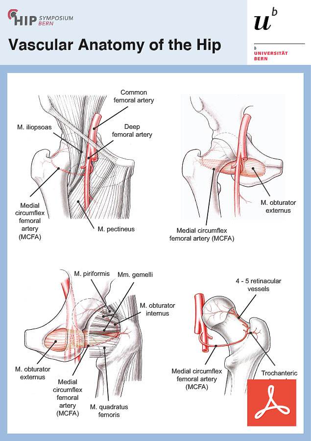 Vascular Anatomy of the Hip